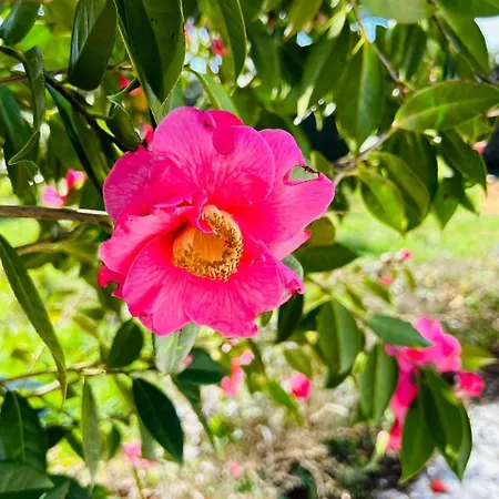 Nausicaa, Maison Avec Joli Jardin Clos Arbore Affittacamere 4*