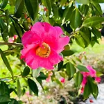 Gæstehus Nausicaa, Maison Avec Joli Jardin Clos Arbore 4*